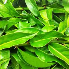 Anvisa proibiu a comercialização, a distribuição, a fabricação, a propaganda e o uso de suplementos alimentares contendo ora-pro-nóbis.